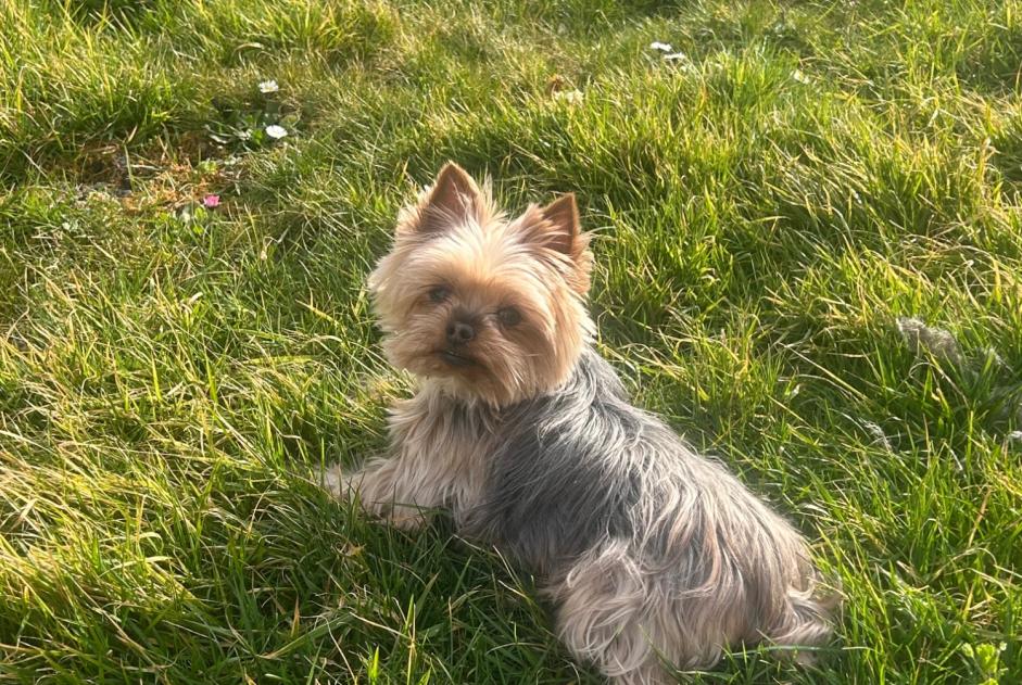 Vermisstmeldung Hund Weiblich , 11 jahre Le Clerjus Frankreich Vermisstmeldung Hund Weiblich , 11 jahre Le Clerjus Frankreich