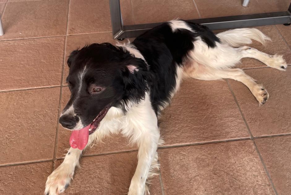 Avviso Ritrovamento Cane Maschio , 3 anni Saint-Pierremont Francia