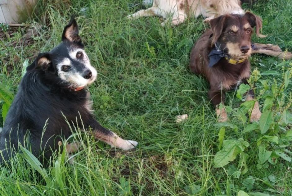 Alerta desaparecimento Cão cruzamento  Macho , 8 anos Lusse France
